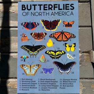 Butterflies of North America