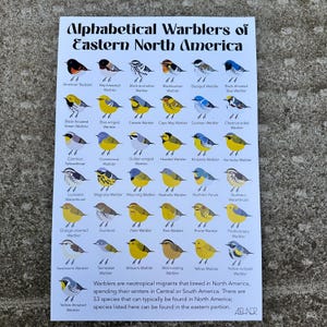 Waldsänger der östlichen USA
