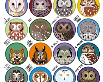 Owls of North America