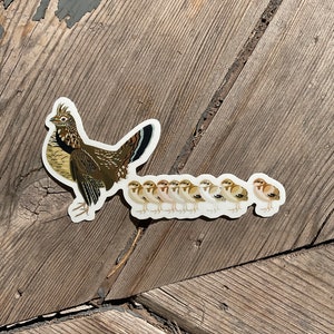 Ruffed Grouse and Grouselets