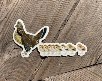 Ruffed Grouse and Grouselets