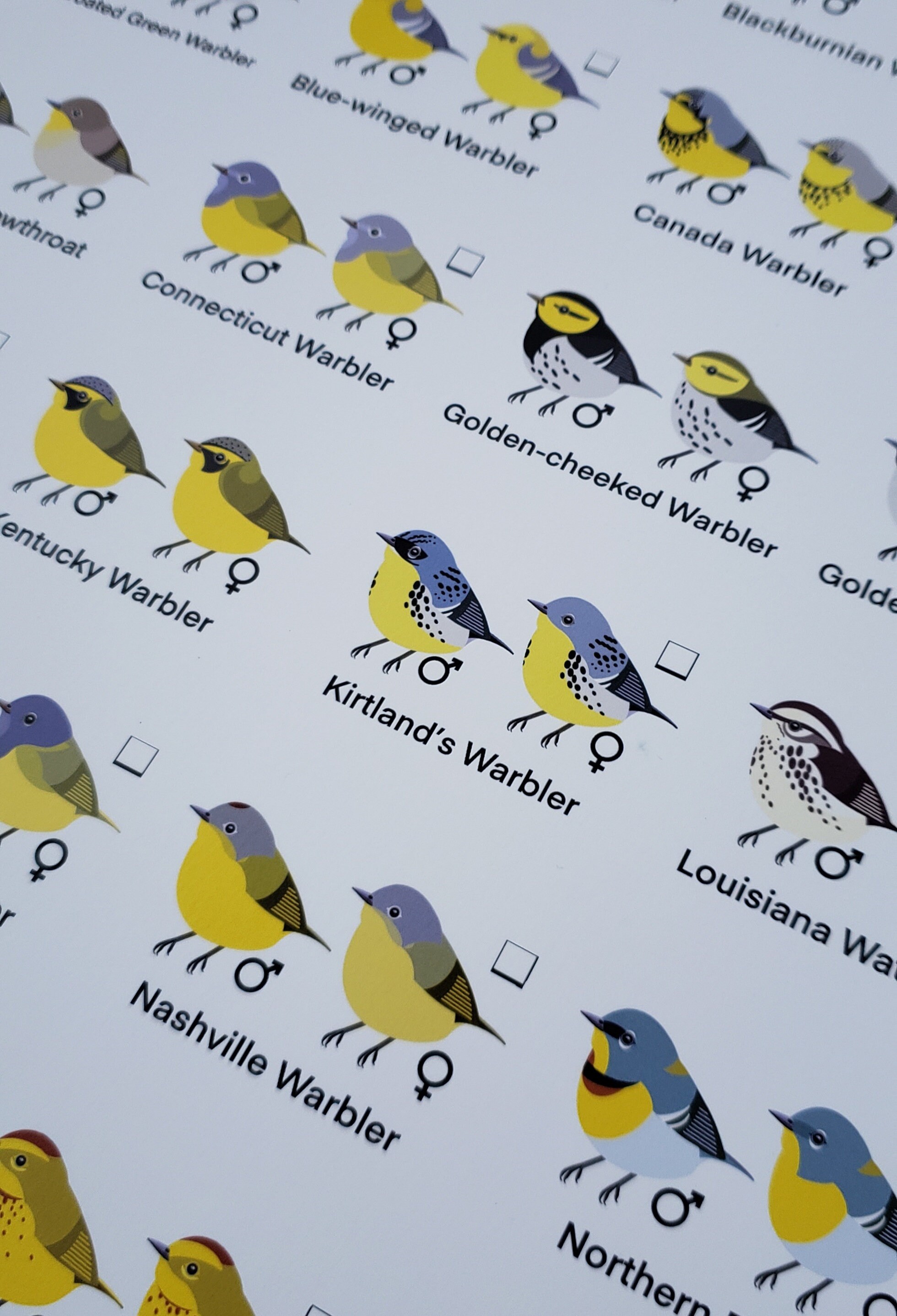 New World Warblers Poster Etsy