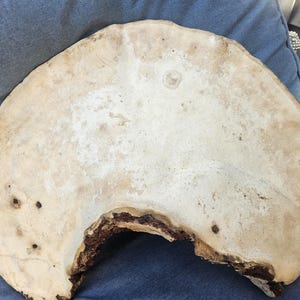 Artists Conk Natural Bracket Plank schimmel Fungi