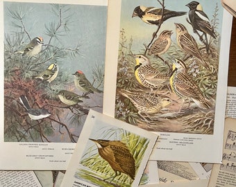 Bird Book Illustrations, Vintage Bird Ephemera Bundle,  Junk Journal Supplies, Vintage Bird Pages, Scrapbooking Inspirations, Nature Decor