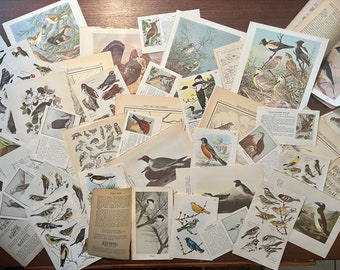 Bird Book Illustrations, Vintage Bird Ephemera Bundle, Junk Journal Supplies, Vintage Bird Pages, Scrapbooking Inspirations, Nature Decor