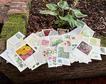 Vintage Nature Ephemera Pack: Antique Illustrations for Scrapbooking