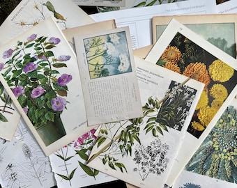 Vintage Botanical Ephemera Pack: Antique Nature Illustrations