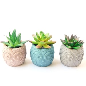 May include: Three small succulent plants in owl-shaped pots. The pots are painted in pink, blue, and gray.