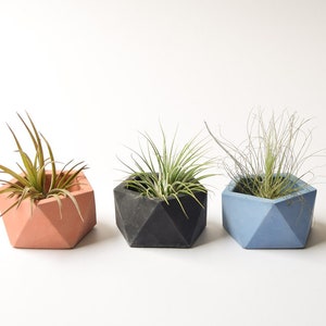 May include: Three geometric concrete planters in coral, black, and blue, each holding air plants. The planters have a faceted design and are arranged against a white background. The air plants have green and brown leaves.