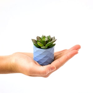 May include: A small succulent plant in a blue geometric concrete planter. The planter is held in a person's hand.