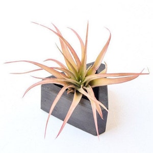 Concrete Planter - Succulent Planter - Air Plant Holder - Planter with Drainage - Cement - Triangle Planter - Geometric - Modern Minimalist