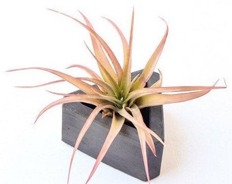 Concrete Planter - Succulent Planter - Air Plant Holder - Planter with Drainage - Cement - Triangle Planter - Geometric - Modern Minimalist