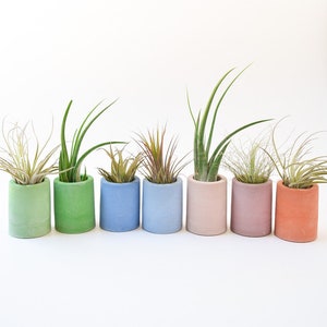 May include: A row of seven small, cylindrical planters in various pastel colors, each holding a different type of air plant. The planters are arranged in a line against a white background, showcasing a minimalist aesthetic.