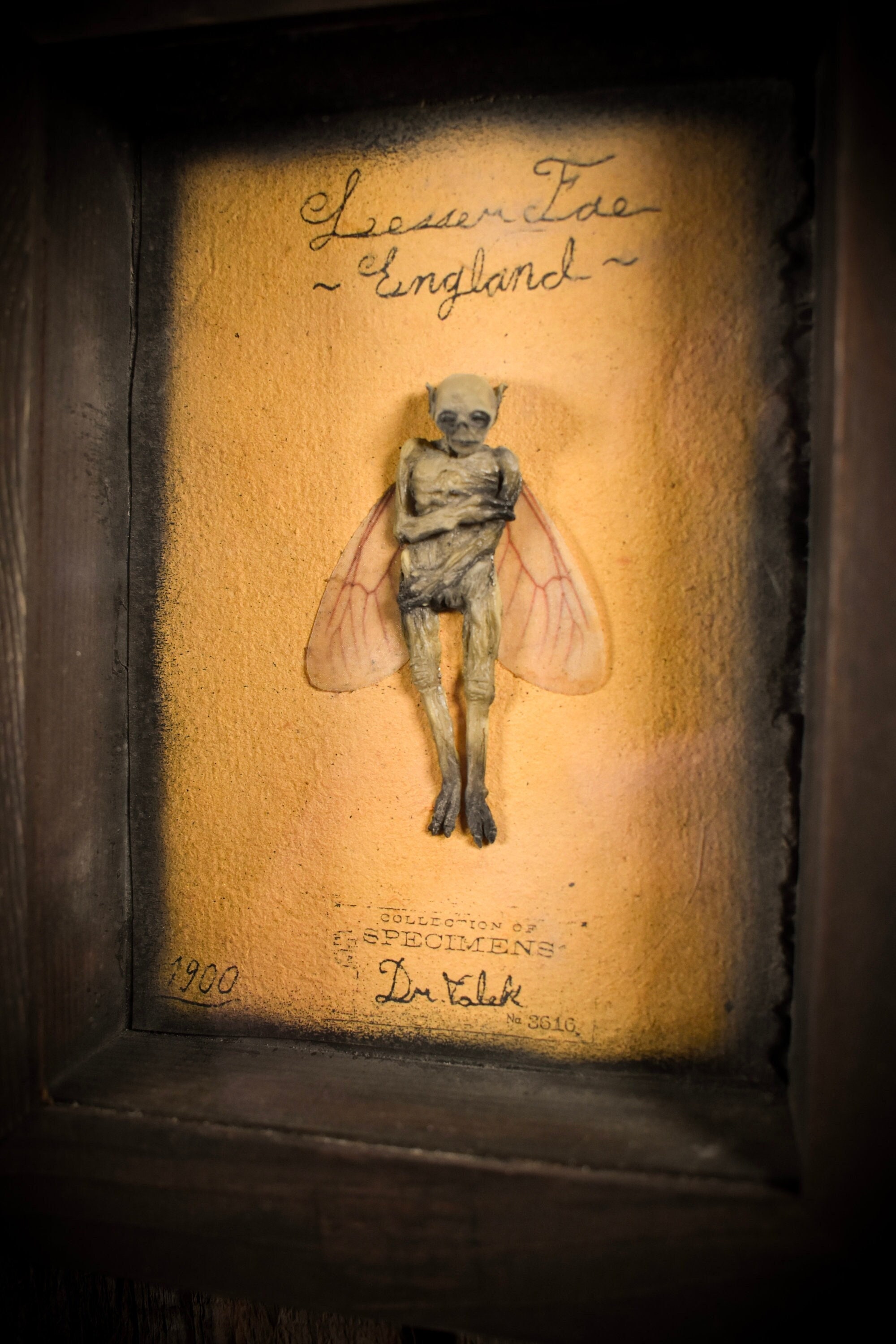 ミイラ化した妖精の彫刻、珍品展示ボックス（9x7インチ） - Etsy 日本