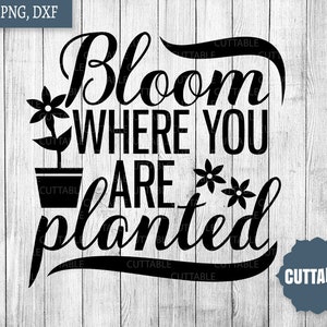 Bloom where you are planted SVG, Spring SVG cut files, welcome spring quote svg cut files, spring svg, commercial use, cricut, silhouette