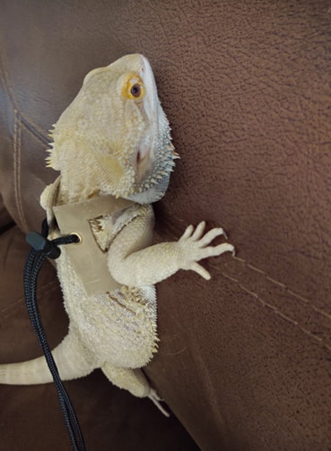 Leather Bearded Dragon Harness Etsy