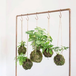 Build Your Own Kokedama String Garden, Gift for Plant Lover
