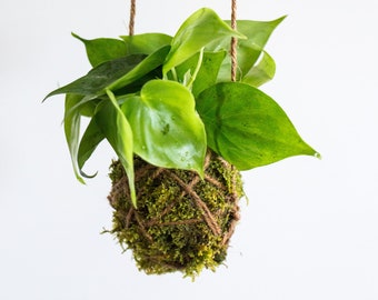 Philodendron 'Brasil' Kokedama Moss Ball Hanging Plant