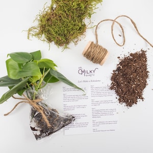 Kokedama DIY Kit