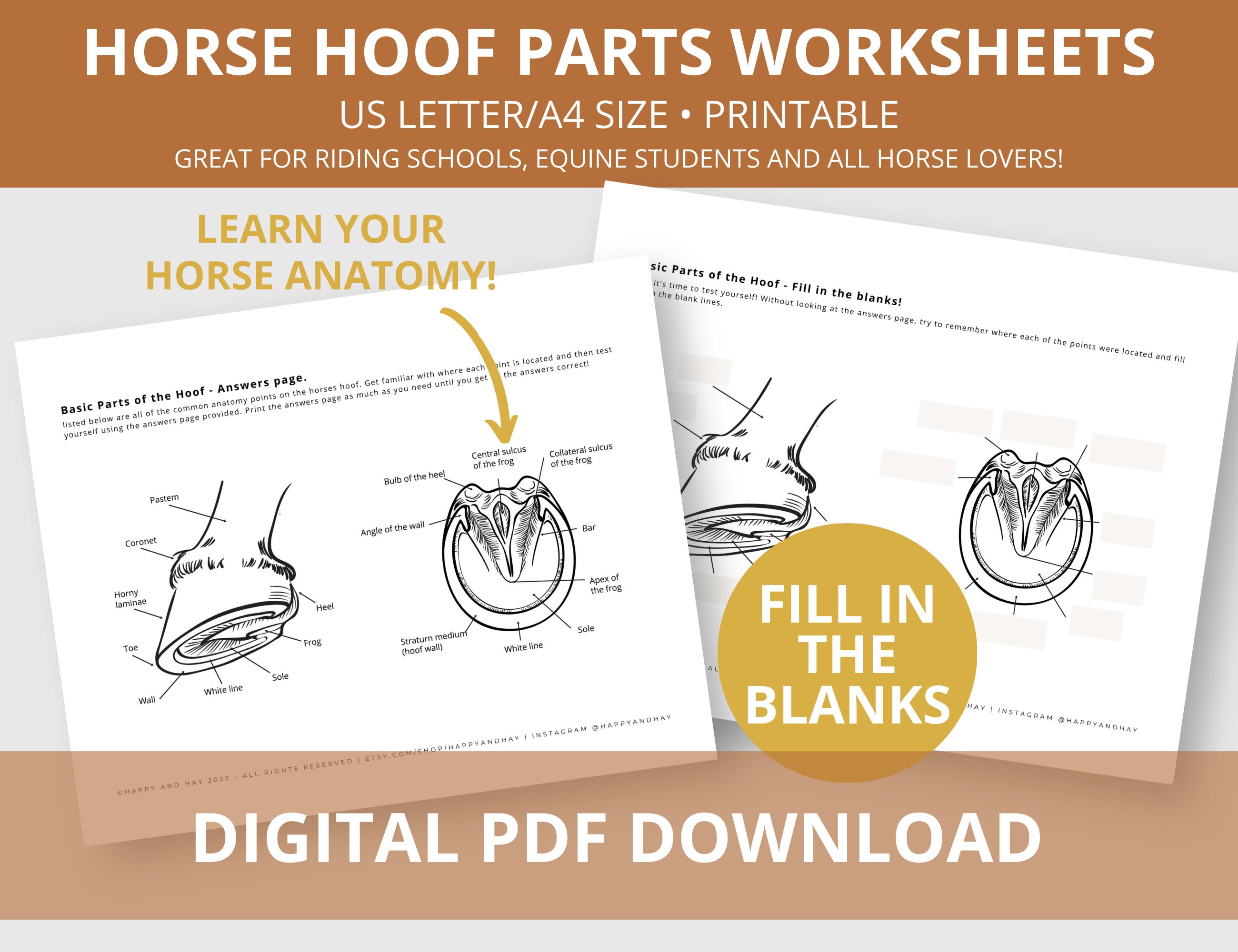Parts of the Horse Hoof Anatomy Worksheet Educational Horse Activities