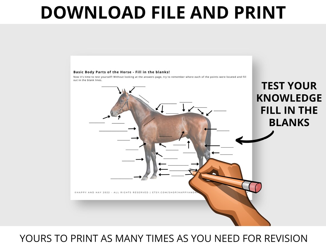 Horse Body Parts Worksheet Educational Horse Activities Etsy