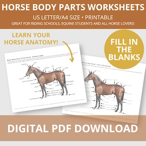 Horse Body Parts Worksheet | Educational Horse Activities | Points of Horse | Equine Anatomy Resource | PDF Digital Download