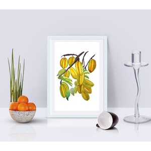 Star Fruit Wall Art, Tropical Artwork, Exotic Food Art Prints, Caribbean Kitchen Art, Carambola Watercolor Decor image 3