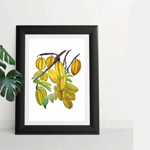 Star Fruit Wall Art, Tropical Artwork, Exotic Food Art Prints, Caribbean Kitchen Art, Carambola Watercolor Decor image 5