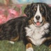 see more listings in the Pet portraits section