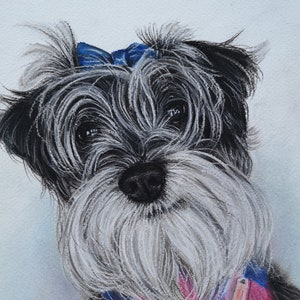 May include: A black and white schnauzer with a blue bow and a pink and blue plaid bandana. The dog is looking at the camera with a sweet expression.