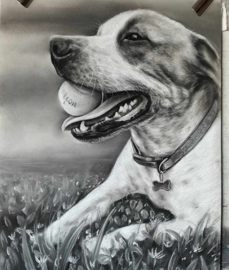 Pu&ograve; includere: Disegno a carboncino in bianco e nero di un cane con una palla da tennis in bocca. Il cane indossa un collare con un cartellino. Il cane &egrave; seduto in un campo d'erba.