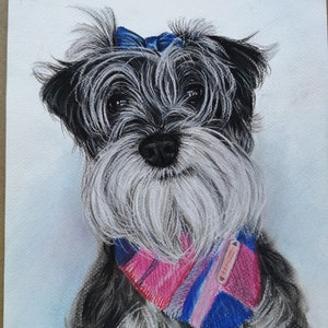 May include: A watercolor painting of a small, black and white dog with a blue bow and a pink and blue patterned bandana. The dog has a white beard and a serious expression.