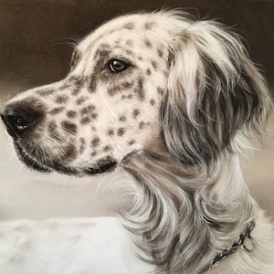 May include: A detailed drawing of a white and brown English Setter dog with black eyes. The dog is looking to the left of the image and has a black collar with a silver buckle.