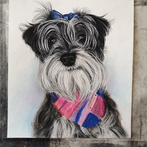 May include: A black and white dog with a blue bow and a pink and blue bandana. The dog is looking at the camera.