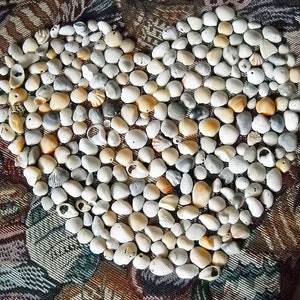 Sea Shells for crafting from Florida Lot of Over 200 Shells
