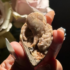 Spiralite Shell, Spiralite Quartz Shell, Fossilized Sea Shell, Agatized Shell, Druzy Quartz Shell, Fossilized Quartz, Crystal Gifts, Fossils