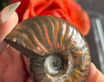 Ammonite Fossil, Red Ammonite, Raw Minerals, Small