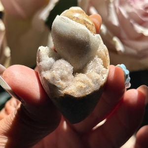 Spiralite Shell: Agatized Druzy Quartz Fossil Seashell