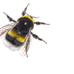 Bumblebee print A2 unmounted print bee print bee painting bee art bee design bumblebee painting giclée bumble bee painting image 2