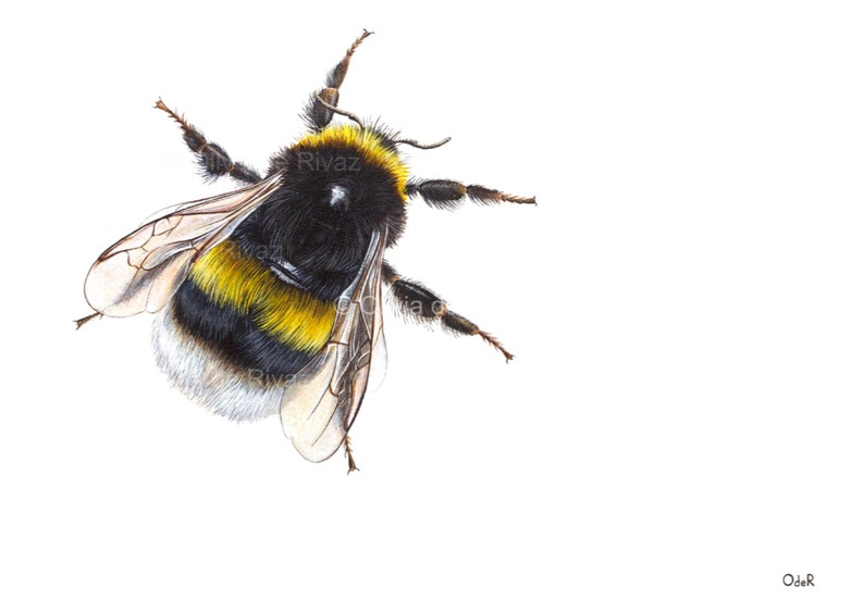 Bumblebee print A2 unmounted print bee print bee painting bee art bee design bumblebee painting giclée bumble bee painting image 2