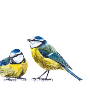 Blue Tits limited edition giclée canvas print blue tit painting blue tit print garden birds painting garden birds print afbeelding 2