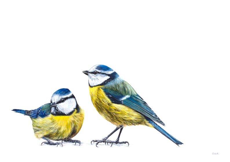 Blue Tits limited edition giclée canvas print blue tit painting blue tit print garden birds painting garden birds print afbeelding 2