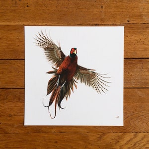 Flushed Pheasant print - unmounted print - pheasant painting - pheasant art - pheasant picture - giclée print