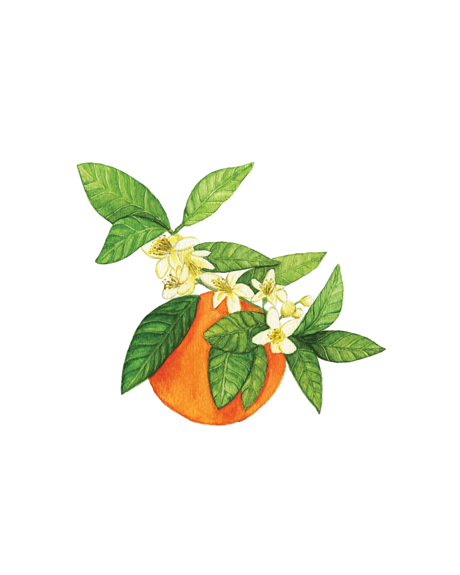 Watercolor Orange Blossom Print | Etsy