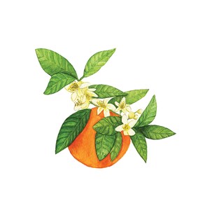 Watercolor Orange Blossom Print | Etsy