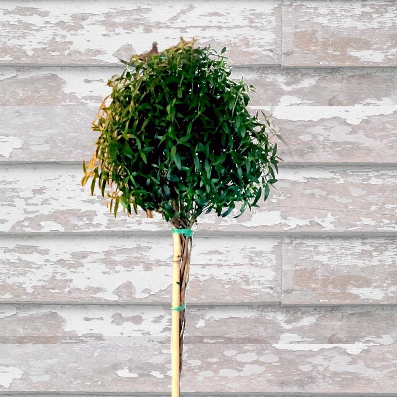 Indoor Topiary Plants - Etsy