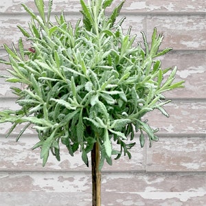 Live Plants-Goodwin Creek Lavender Tiny Topiary
