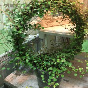 Live Plants-Angel Vine  Ring