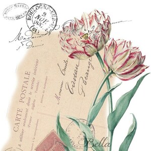 Vintage Art Print- Floral Red and White Tuips