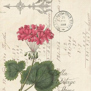 Vintage Art Print- Floral Geranium